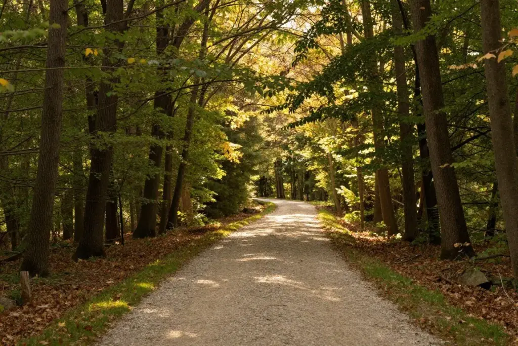 A meandering gravel trail through a sunny woodland park with tall trees casting dappled shadows