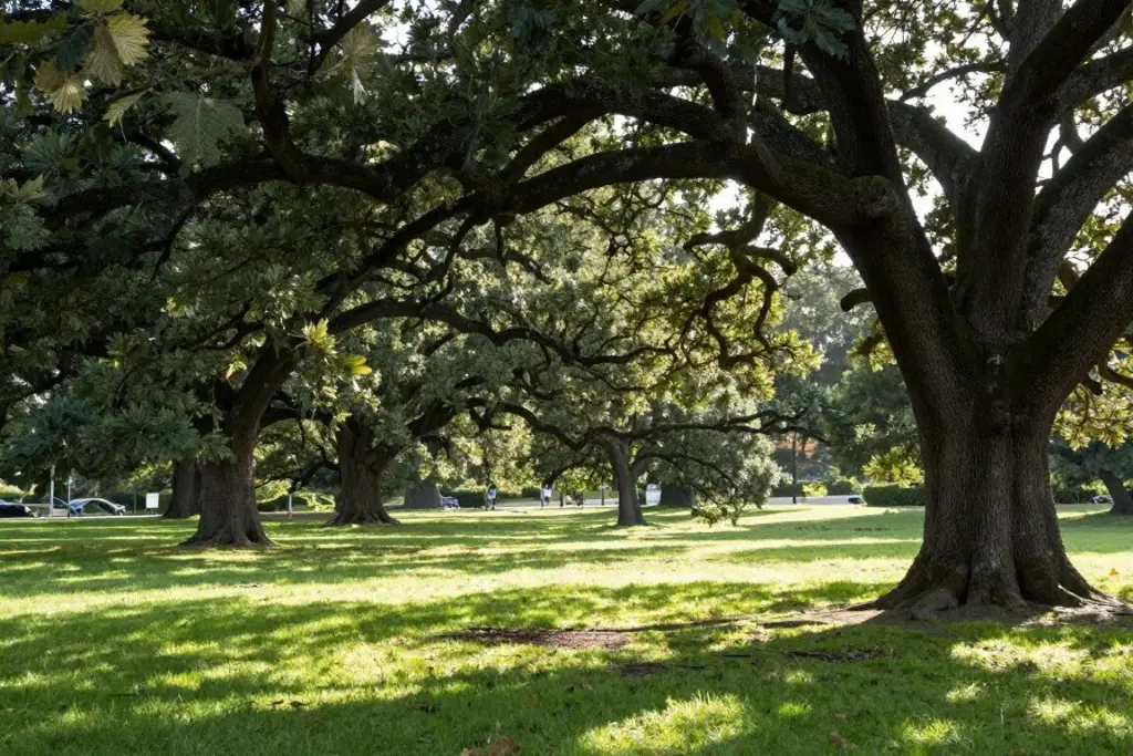 Sunlight streaming through tall oak trees onto a grassy lawn in an English country park